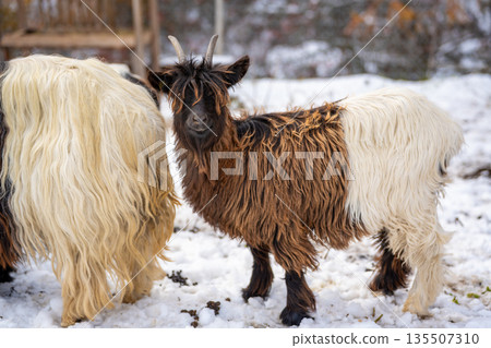 瓦萊黑頸山羊臉部特寫。瑞士瓦萊州採爾馬特 135507310