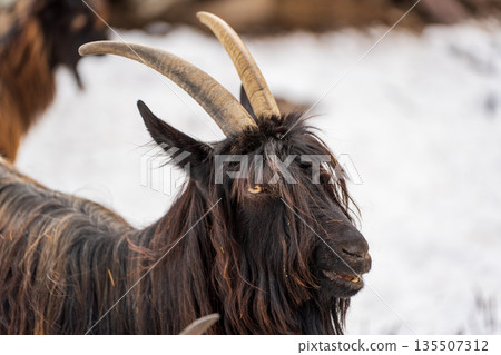 瑞士瓦萊州採爾馬特，一隻長著黑色毛髮和角的瓦萊黑頸山羊的頭。 135507312