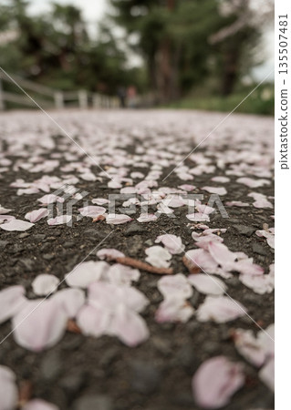 櫻花花瓣飄落的道路 135507481