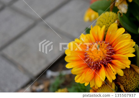 蓋拉迪亞屬植物 蓋拉迪亞屬植物 135507937