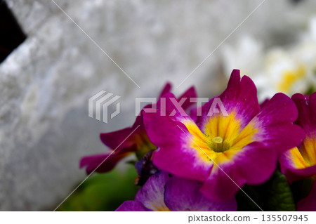 Primula Julien 135507945