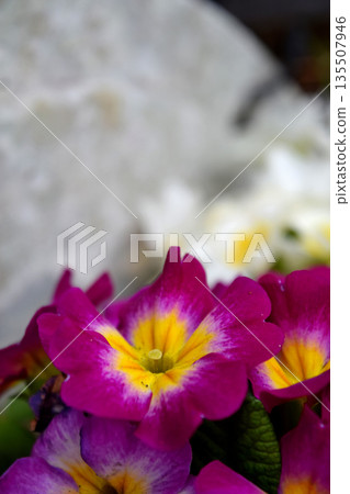 Primula Julien 135507946