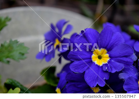 報春花Polyansa 135507947