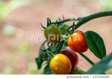 Colored cherry tomatoes Colored cherry tomatoes 135508099