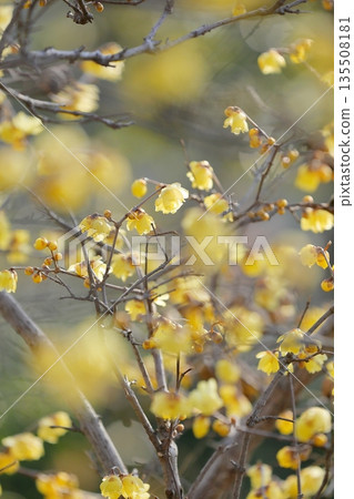 冬青花開始綻放 135508181