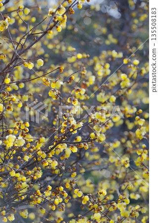 冬青花開始綻放 135508183