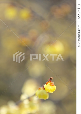 冬青花開始綻放 135508184