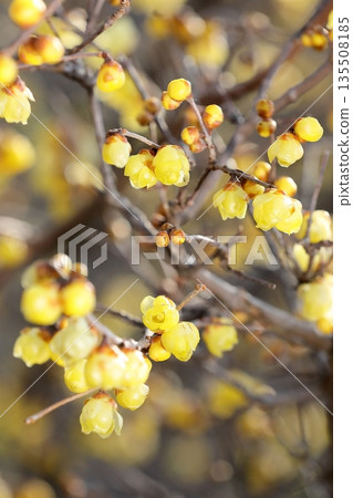 Wintersweet flowers starting to bloom Wintersweet flowers starting to bloom 135508185