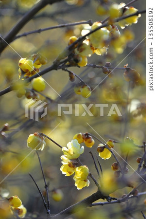 冬青花開始綻放 135508192