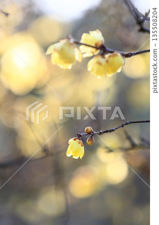 冬青花開始綻放 135508204