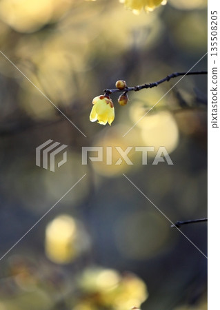 冬青花開始綻放 135508205