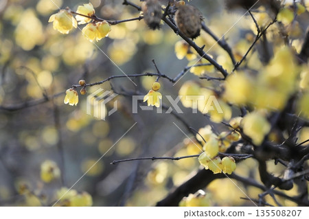 冬青花開始綻放 135508207