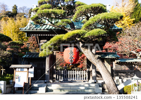 秋葉映照下的長谷寺,景色迷人。 秋葉映照下的長谷寺,景色迷人。 135508241