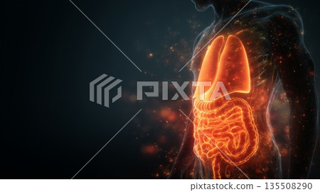 Silhouette of a human body with glowing stomach and gut bacteria visualization showcasing health and well-being 135508290
