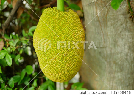Jackfruit, nangka Artocarpus heterophyllus detail close-up. Fresh jackfruits ready to harvest hanging on the trees. Tropical fruits exotic, national fruit of Bangladesh, Sri Lanka. South Asia 135508446