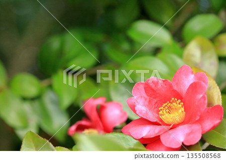 冬花、茶梅 135508568