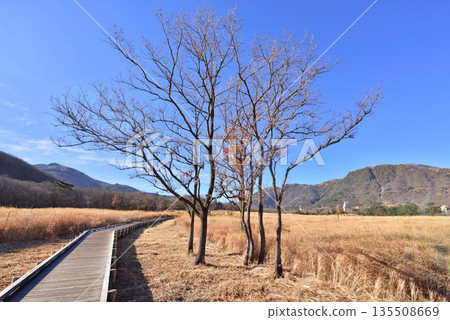 九重長者原的冬天、九重長者原茭原濕地、茭原濕地自然考察路線 135508669