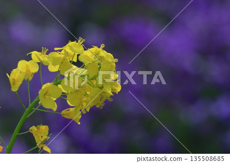 點亮春天的黃色小仙子 135508685