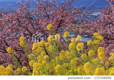 Yellow fairies that brighten up spring 135508806