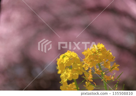 Yellow fairies that brighten up spring Yellow fairies that brighten up spring 135508810