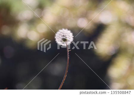 栗林公園日暮亭附近蓬鬆的蒲公英 135508847