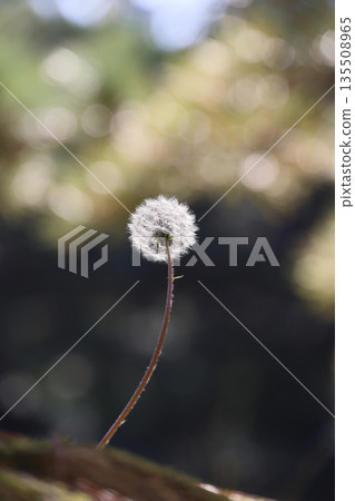 栗林公園日暮亭附近蓬鬆的蒲公英 135508965