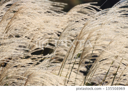 栗林園西湖湖南端水龍潭池岸邊的日本銀草 135508969