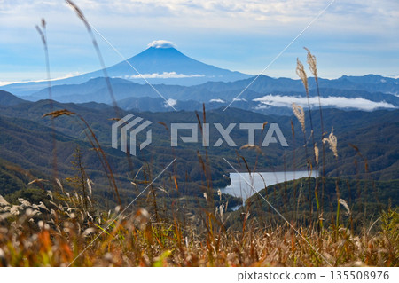 Autumn Mount Fuji through the Japanese pampas grass Autumn Mount Fuji through the Japanese pampas grass 135508976