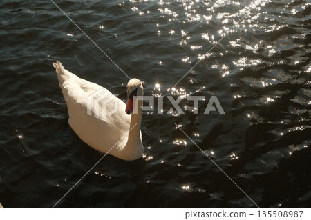Elegant white swan gliding gracefully on shimmering water surface with sunlight reflections 135508987