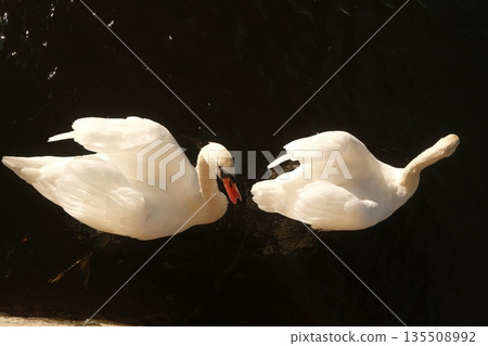 Two elegant white swans gracefully swimming together on a dark water surface in serene nature 135508992