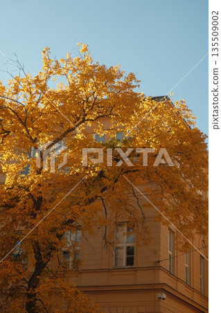 Vibrant autumn tree with golden leaves against a classic building under a clear blue sky Vibrant autumn tree with golden leaves against a classic building under a clear blue sky 135509002
