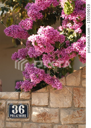 Vibrant pink bougainvillea flowers cascading over a stone wall with a house number sign Vibrant pink bougainvillea flowers cascading over a stone wall with a house number sign 135509019