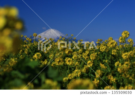 點亮春天的黃色小仙子 135509030