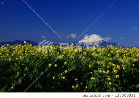 Yellow fairies that brighten up spring Yellow fairies that brighten up spring 135509031