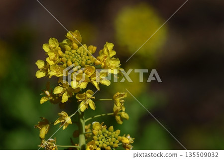 Yellow fairies that brighten up spring Yellow fairies that brighten up spring 135509032