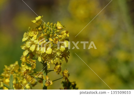 點亮春天的黃色小仙子 135509033