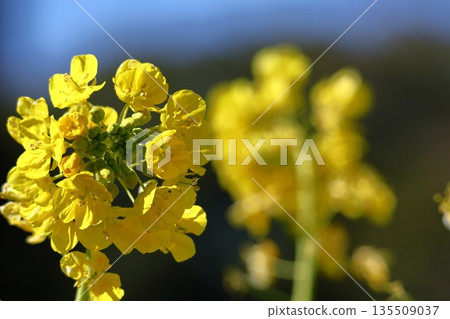 點亮春天的黃色小仙子 135509037