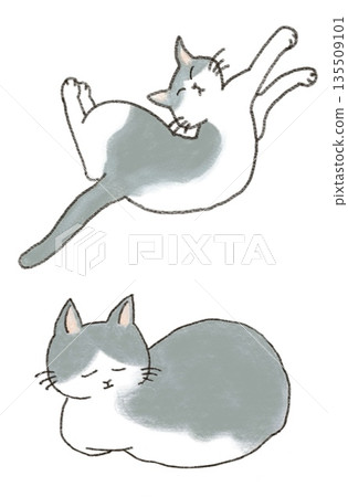 貓的插圖 貓的插圖 135509101