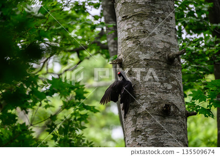 Black woodpecker raising a child Black woodpecker raising a child 135509674