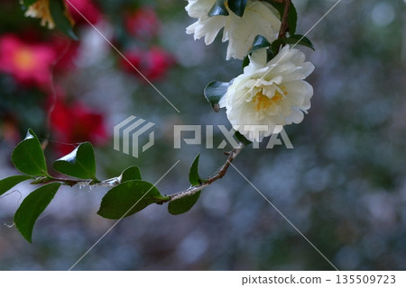Blooming in the cold 135509723