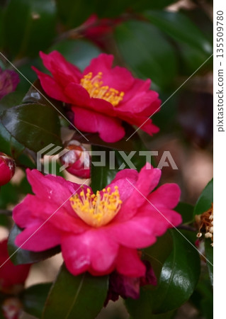 在寒冷中綻放 135509780