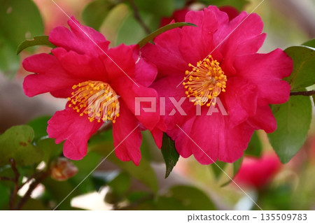 在寒冷中綻放 135509783