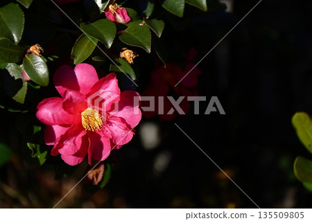 在寒冷中綻放 135509805