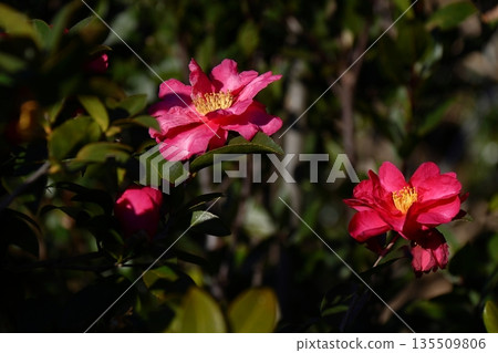 Blooming in the cold Blooming in the cold 135509806