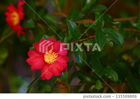 在寒冷中綻放 135509808