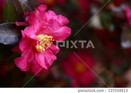 在寒冷中綻放 135509813