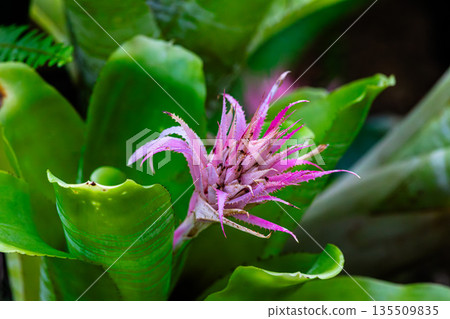 A close-up of a dynamically blooming Aechmea A close-up of a dynamically blooming Aechmea 135509835