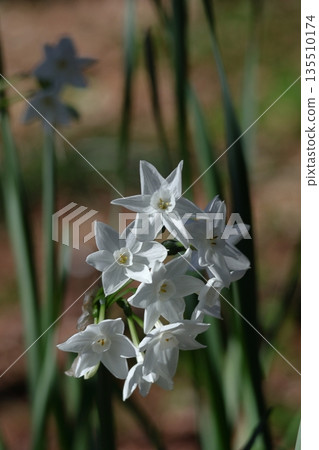 Blossoming dignifiedly in the cold winter Blossoming dignifiedly in the cold winter 135510174