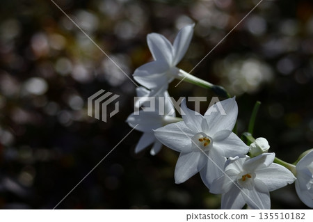 Blossoming dignifiedly in the cold winter 135510182