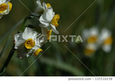 Blossoming dignifiedly in the cold winter Blossoming dignifiedly in the cold winter 135510239
